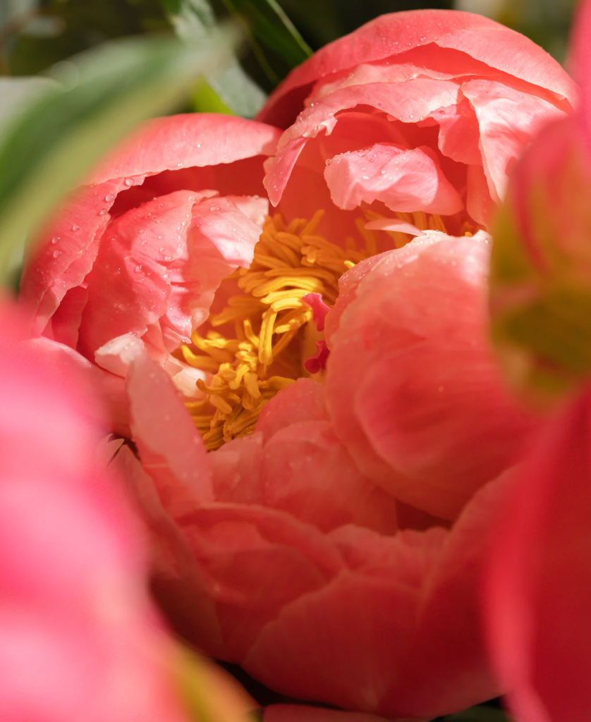 Pura Car Diffuser Refill - Sunkissed (Soap & Paper Factory)