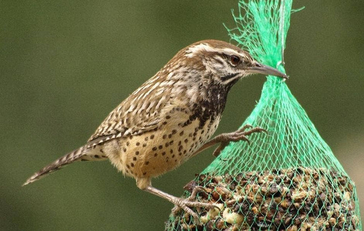 Mr. Bird - WildBird Feast Cylinder - Small