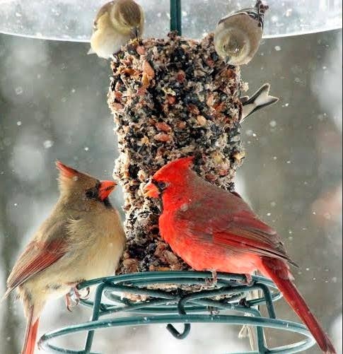 Mr. Bird - WildBird Feast Cylinder - Small
