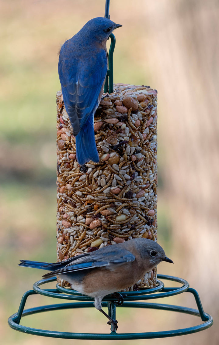 Mr. Bird - Steel EZ Feeder
