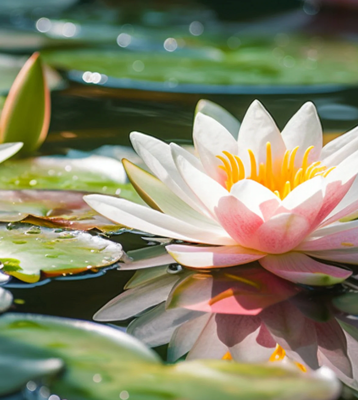 Pura Refill - Kyoto In Bloom (Glasshouse)