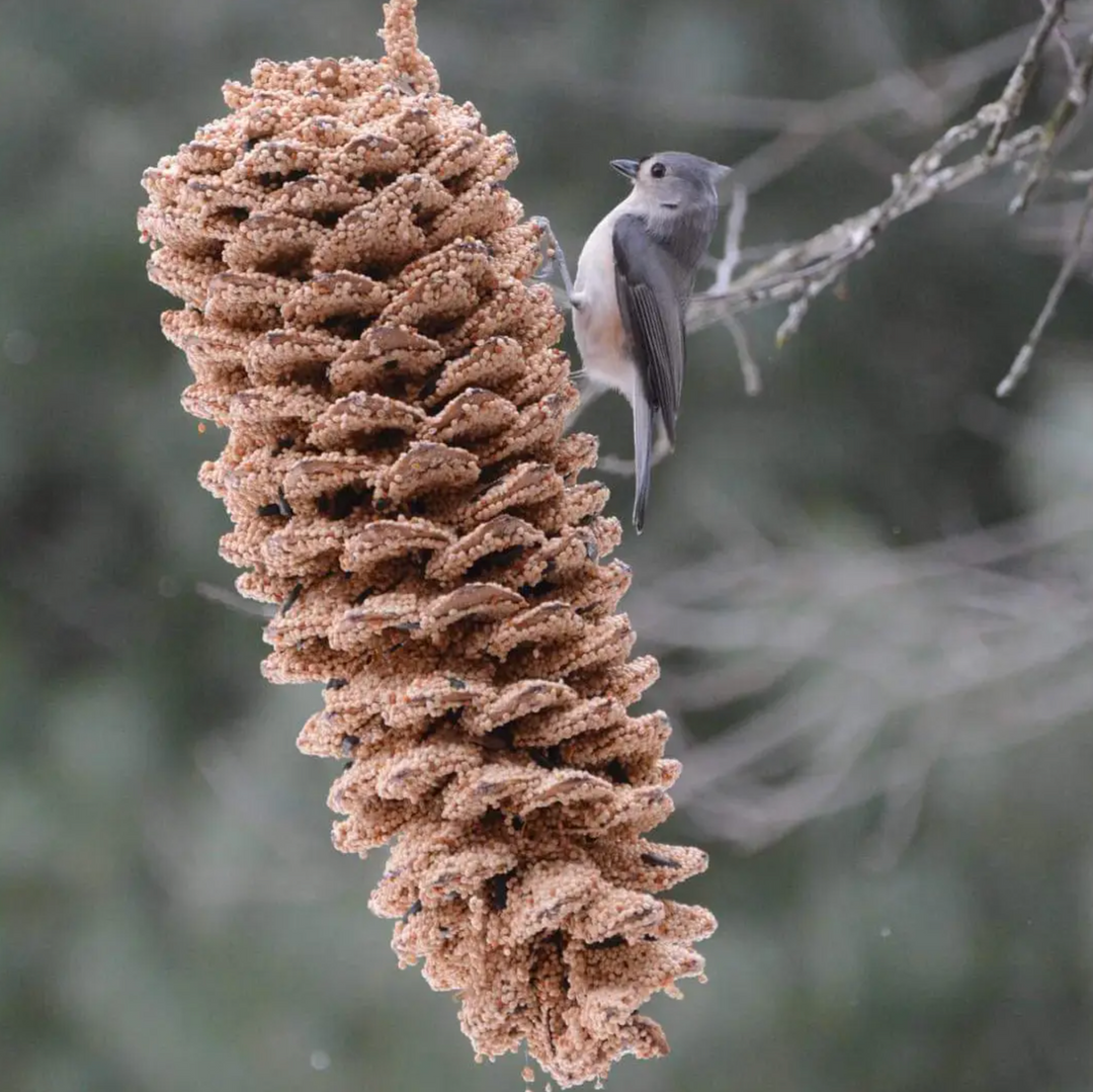 Mr. Bird - Large Pinecone