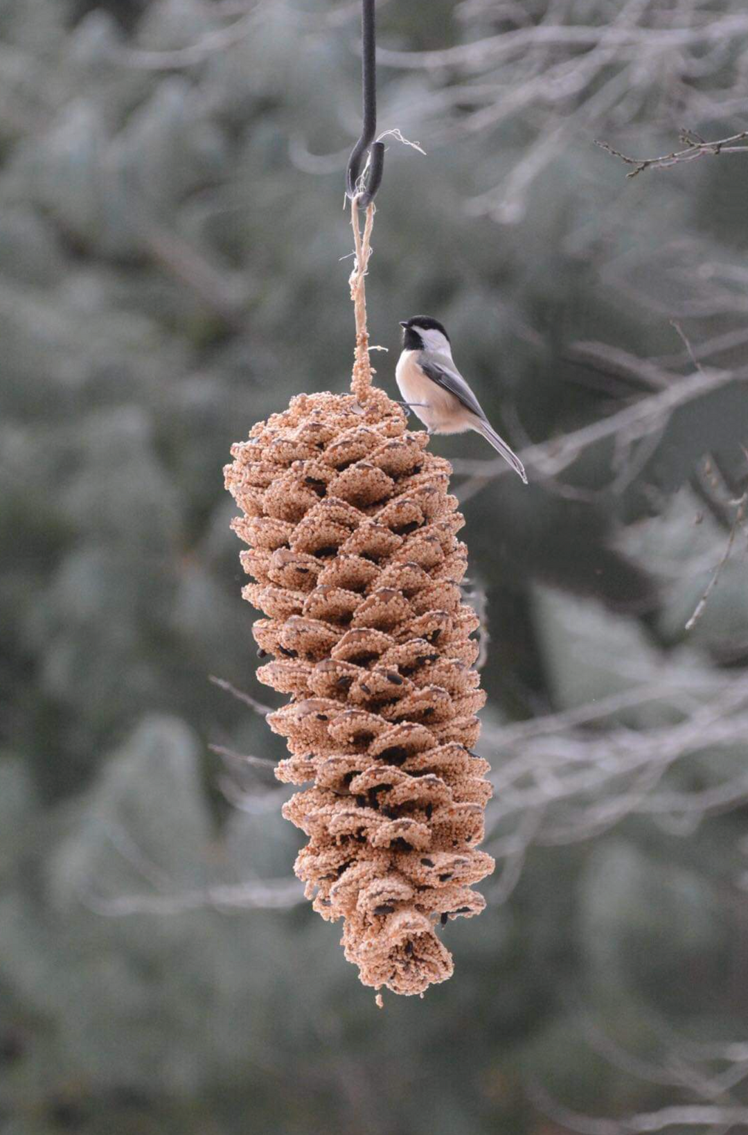 Mr. Bird - Large Pinecone