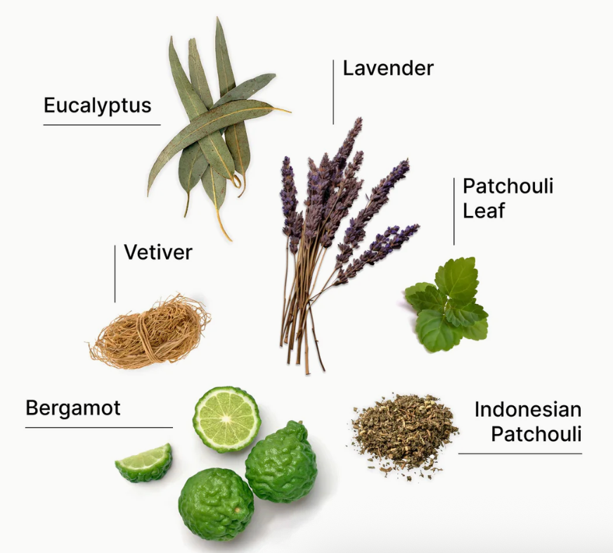 Laundry Sauce - Fabric Softener - Indonesian Patchouli