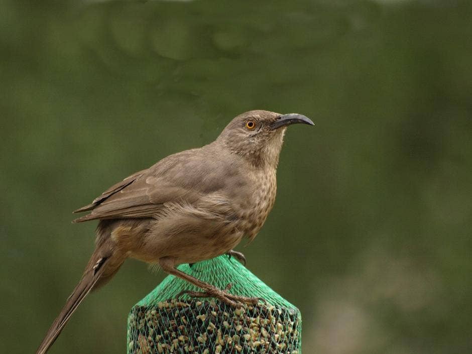 Mr. Bird - WildBird Feast Cylinder - Small