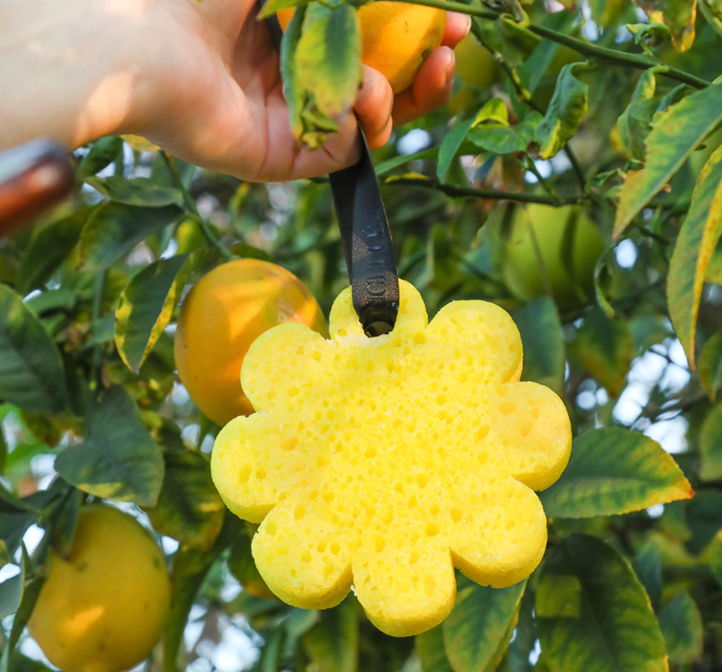 Spongellé - Papaya Yuzu Wild Flower